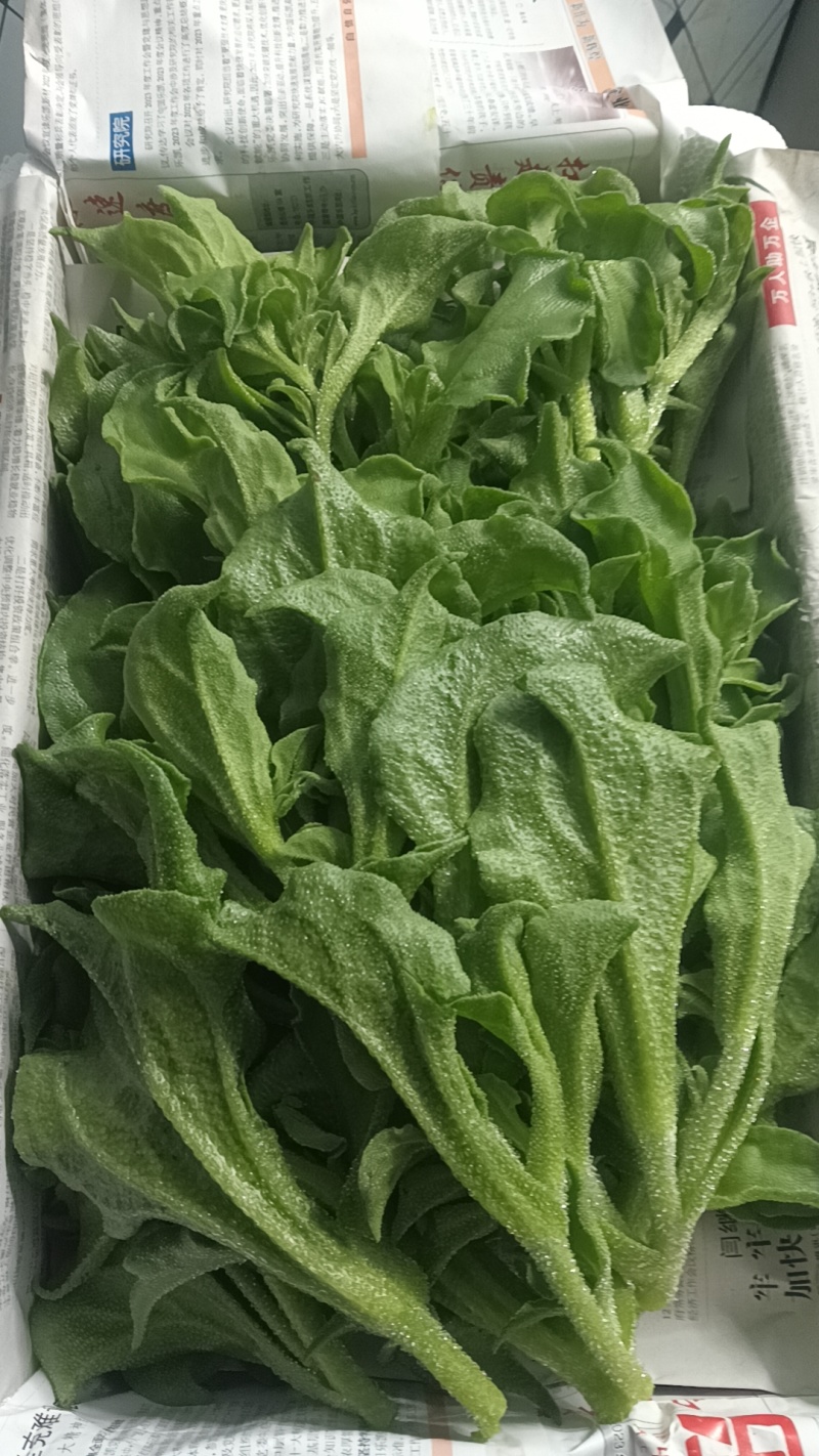 精品头茬冰草，冰菜
