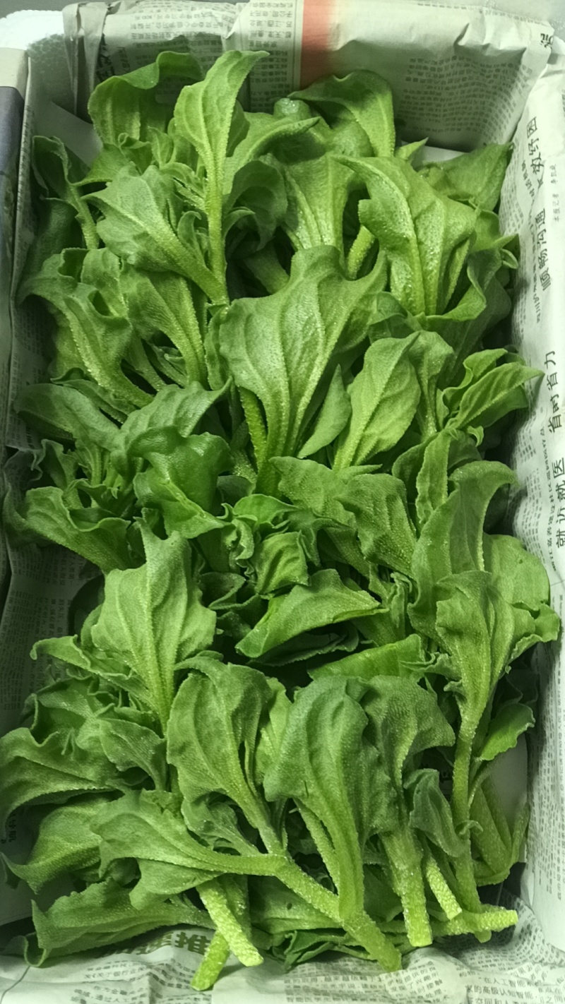 精品头茬冰草，冰菜