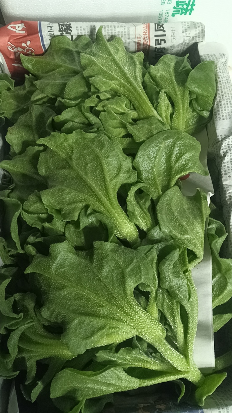 精品头茬冰草，冰菜