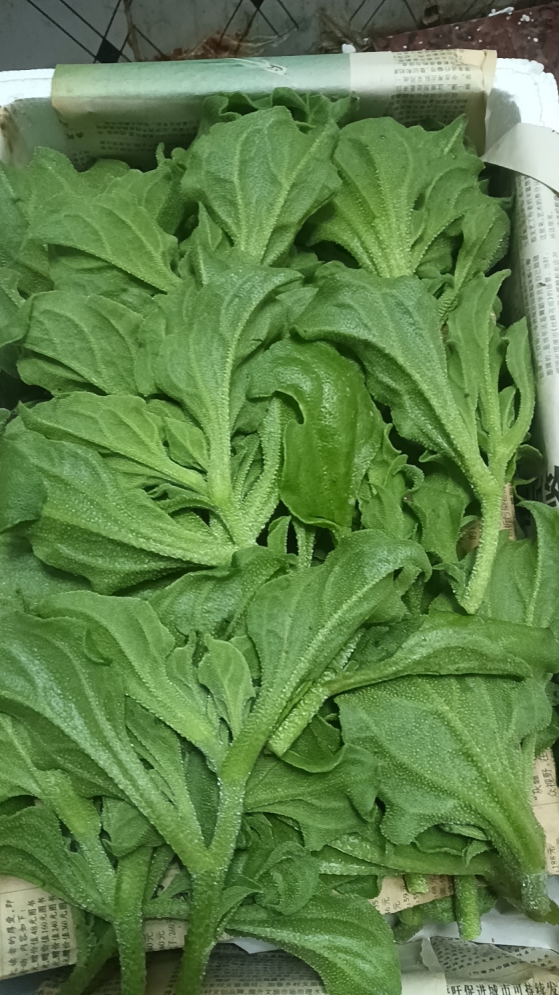 精品头茬冰草，冰菜