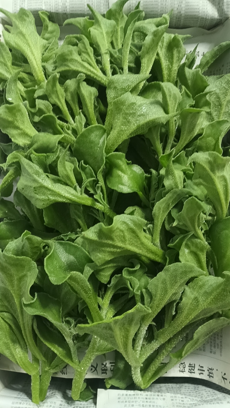 精品头茬冰草，冰菜