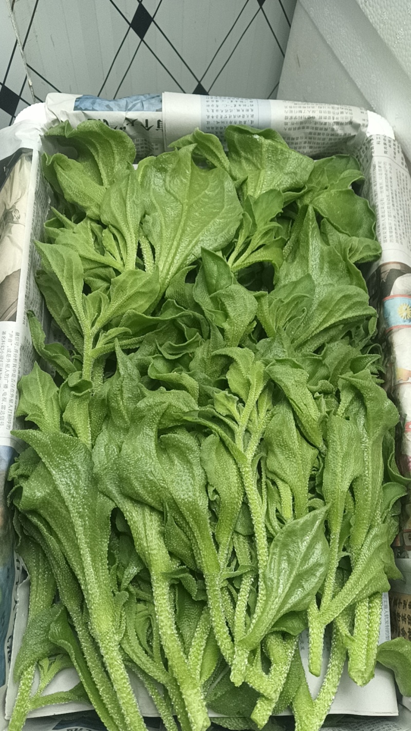 精品头茬冰草，冰菜