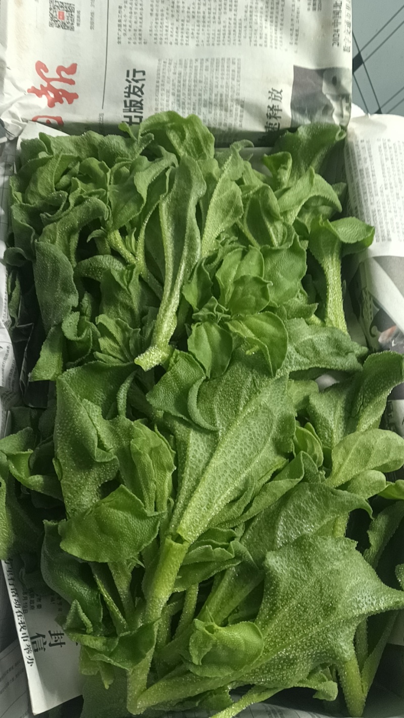 精品头茬冰草，冰菜