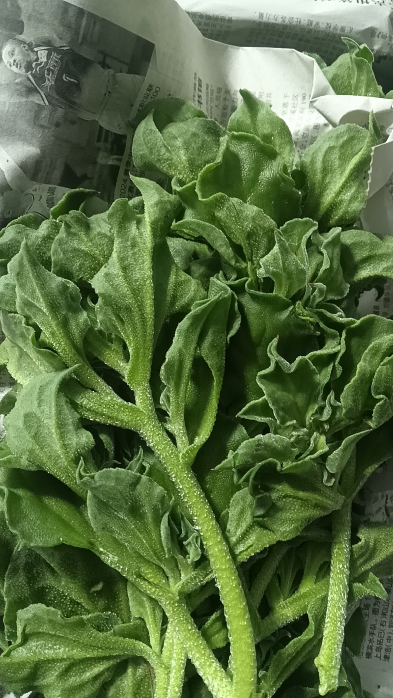 精品头茬冰草，冰菜