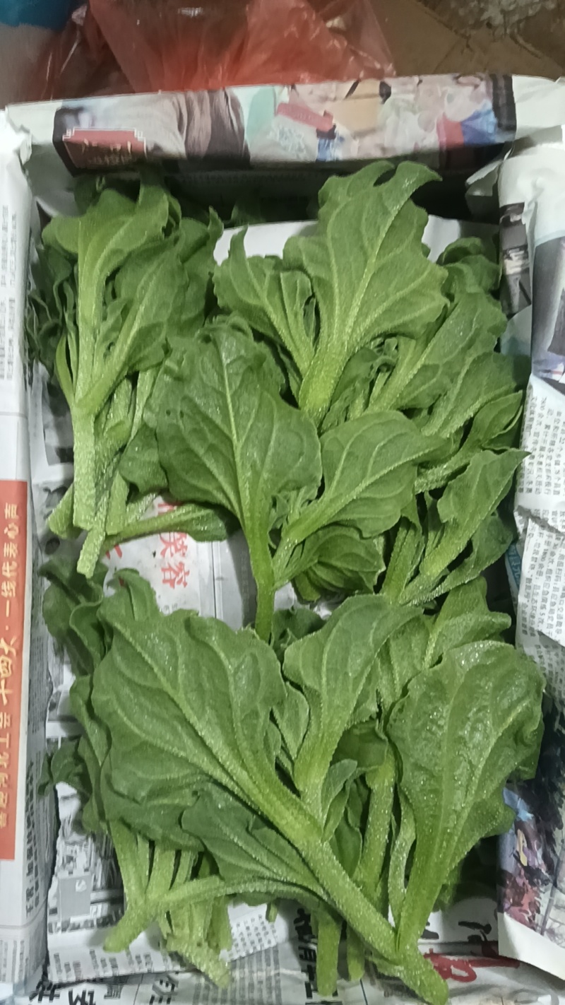 精品头茬冰草，冰菜