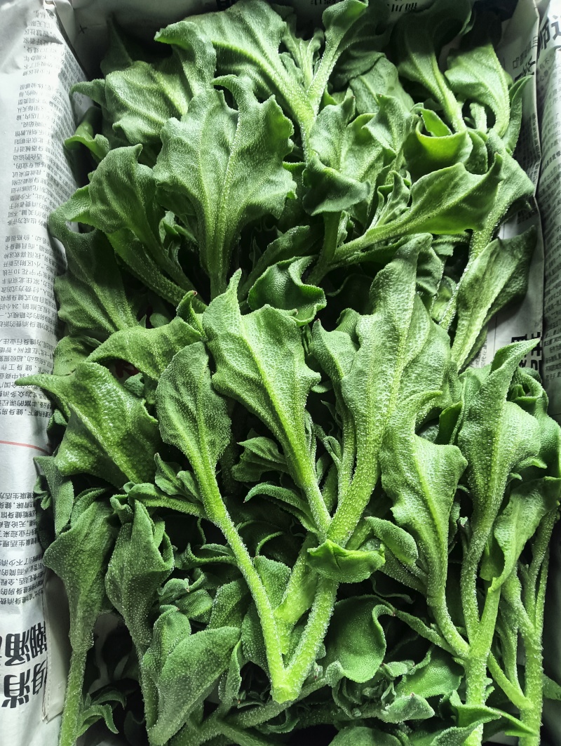 精品头茬冰草，冰菜
