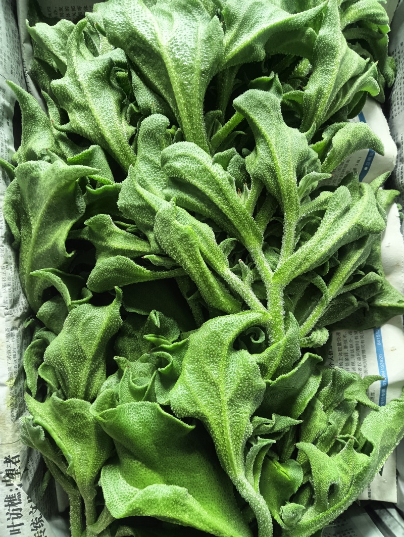 精品头茬冰草，冰菜