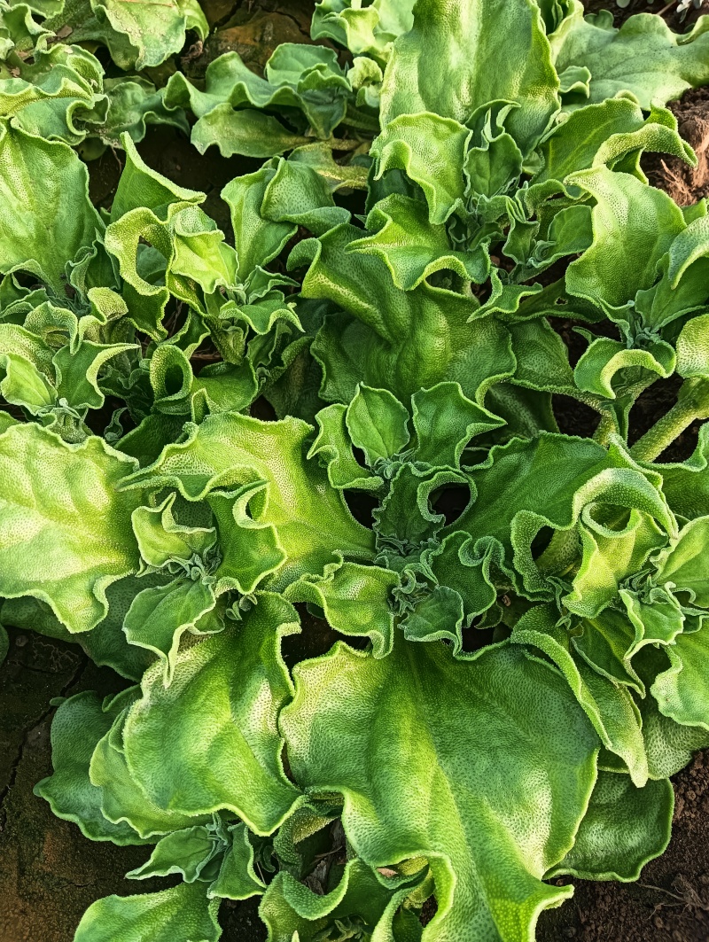 精品头茬冰草，冰菜