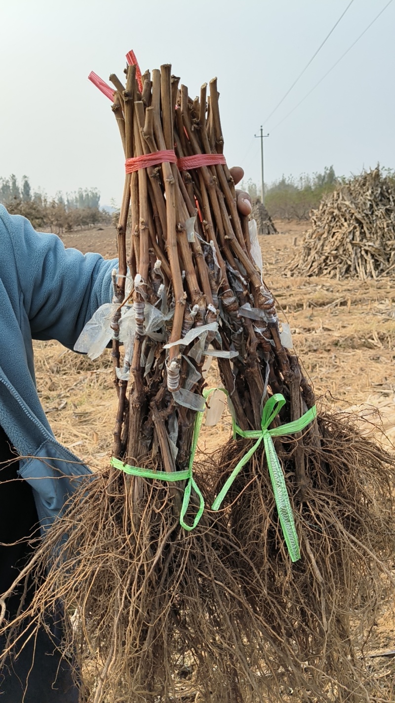 早熟无核绍兴九号葡萄苗，接穗来自于李绍兴研究研，您放心购