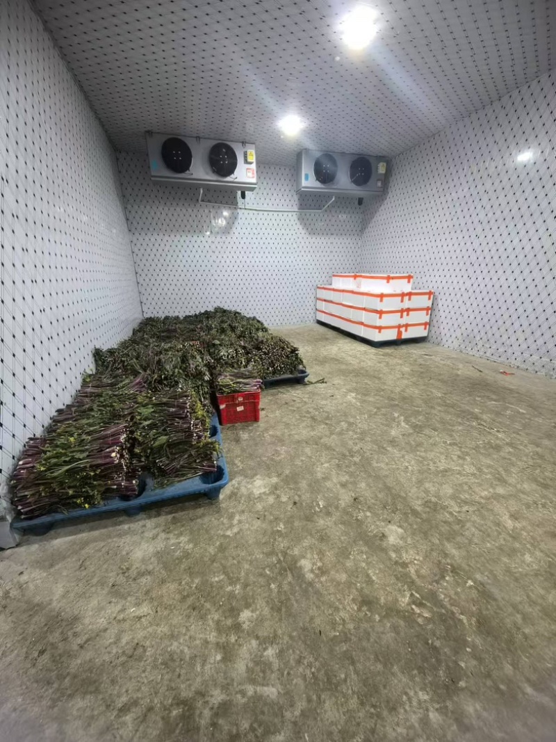 湖北农家新鲜红菜苔细嫩清甜产地现摘现发