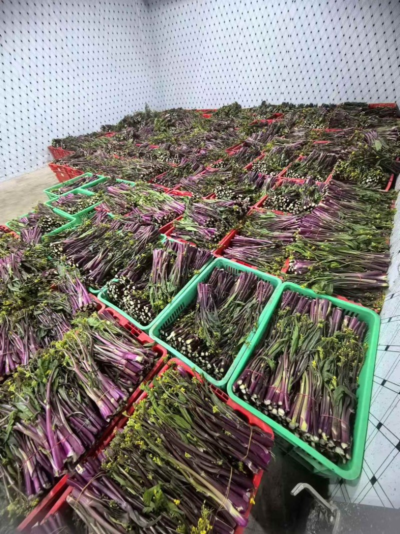 湖北农家新鲜红菜苔细嫩清甜产地现摘现发