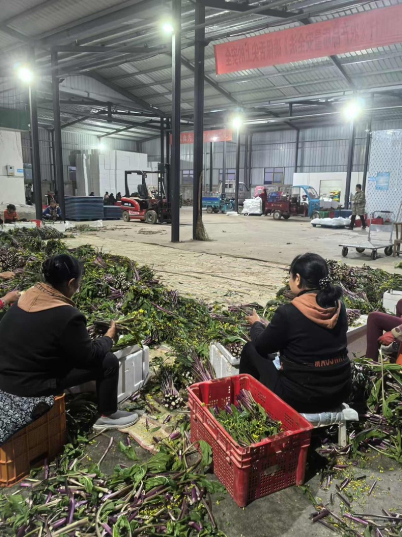 湖北农家新鲜红菜苔细嫩清甜产地现摘现发