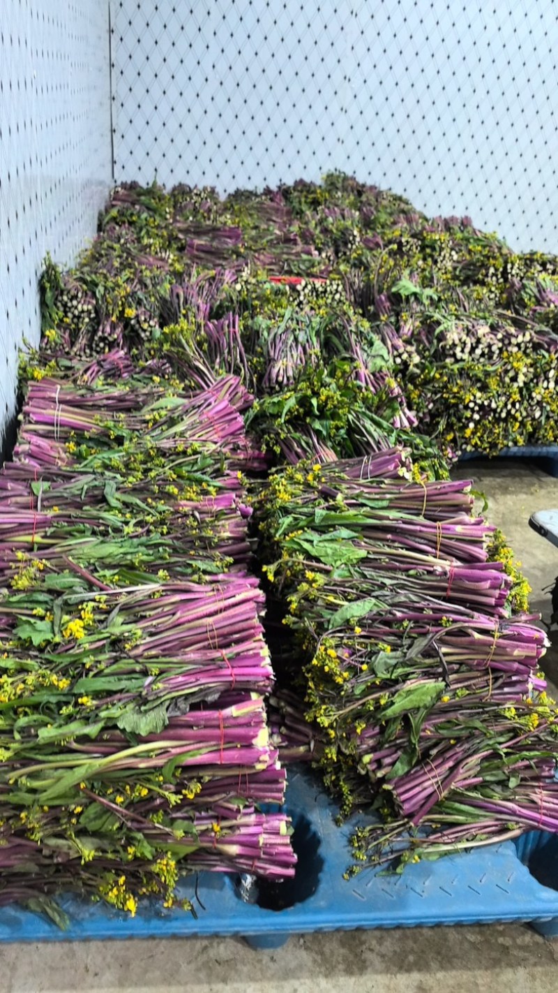 湖北农家新鲜红菜苔细嫩清甜产地现摘现发