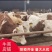 【诚信商家】西门塔尔活牛量大产地直发全国经营