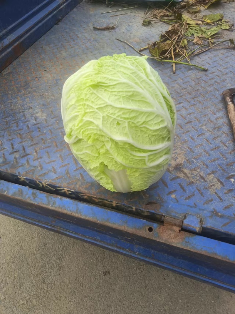 黄心白菜