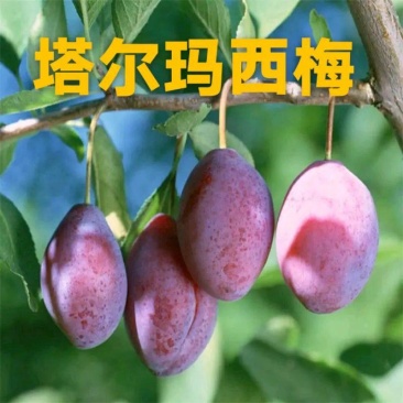 塔尔玛西梅,提供技术指导