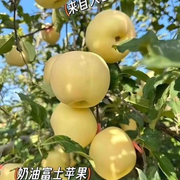 奶油富士