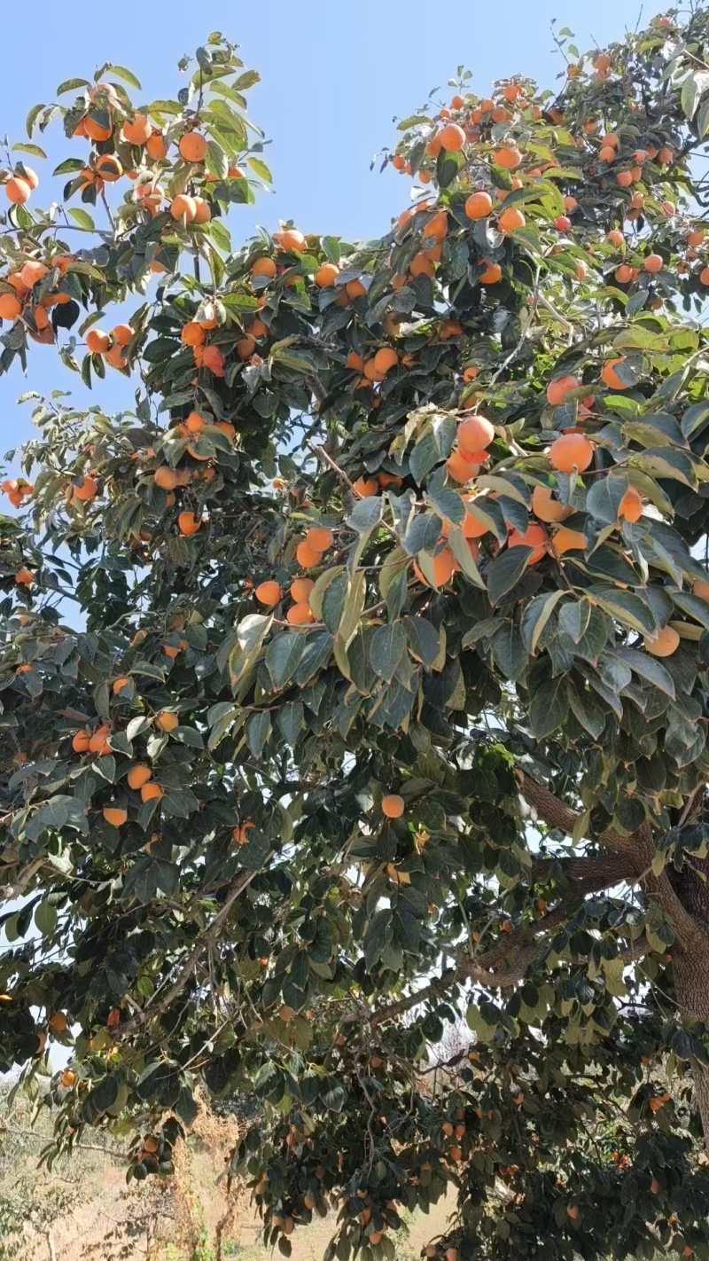 富平特产柿饼