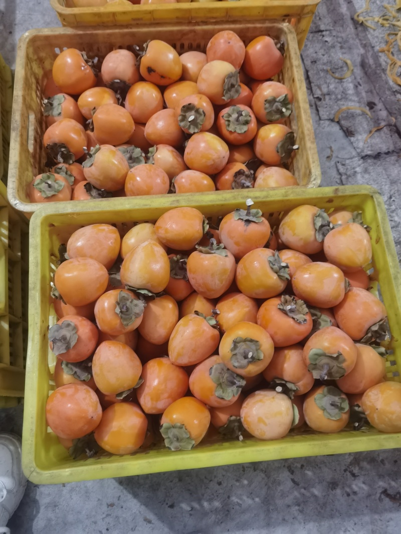 富平特产柿饼