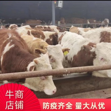 【实力商家】活牛小母牛支持产地全国发货量大诚信经营