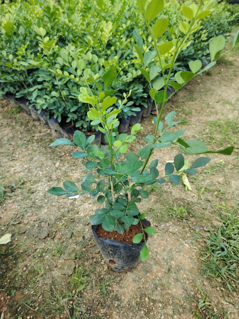 九斤香小袋，大袋