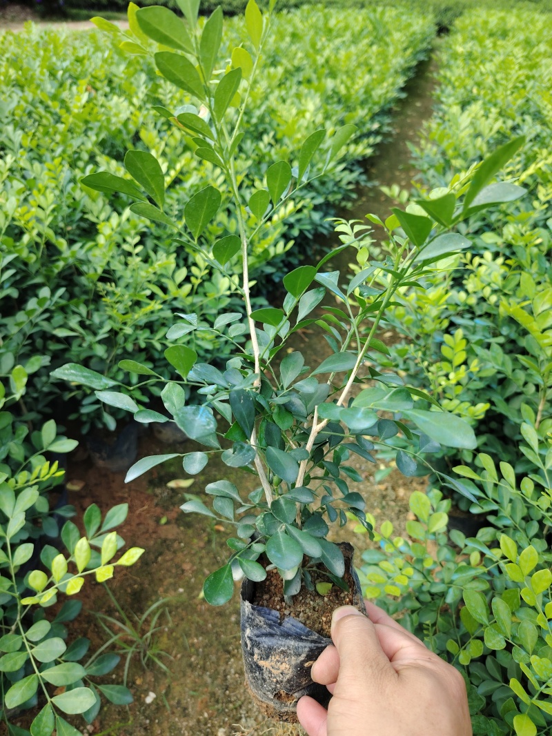 九斤香小袋，大袋