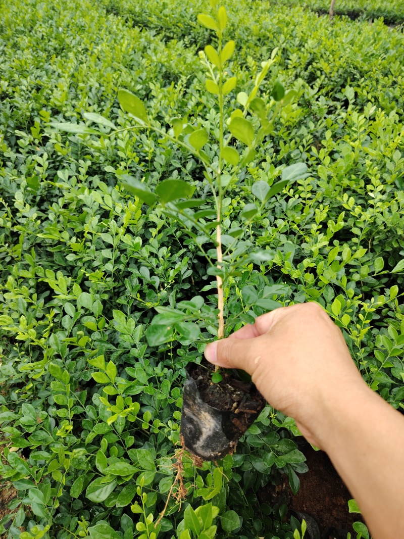 九斤香小袋，大袋