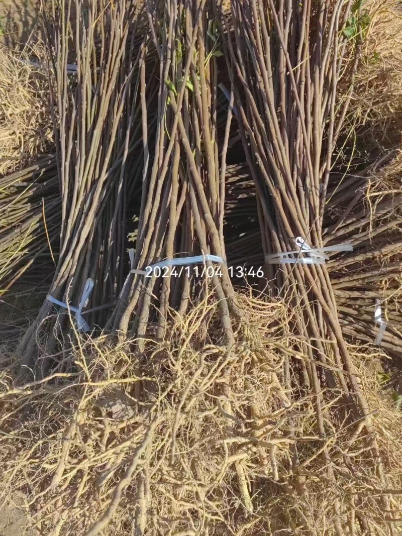 精选甘肃文冠果产地直发大量有货品质有保障