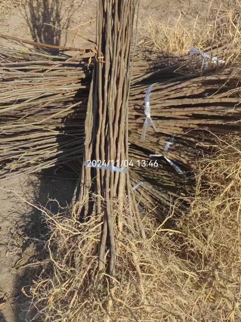 精选甘肃文冠果产地直发大量有货品质有保障