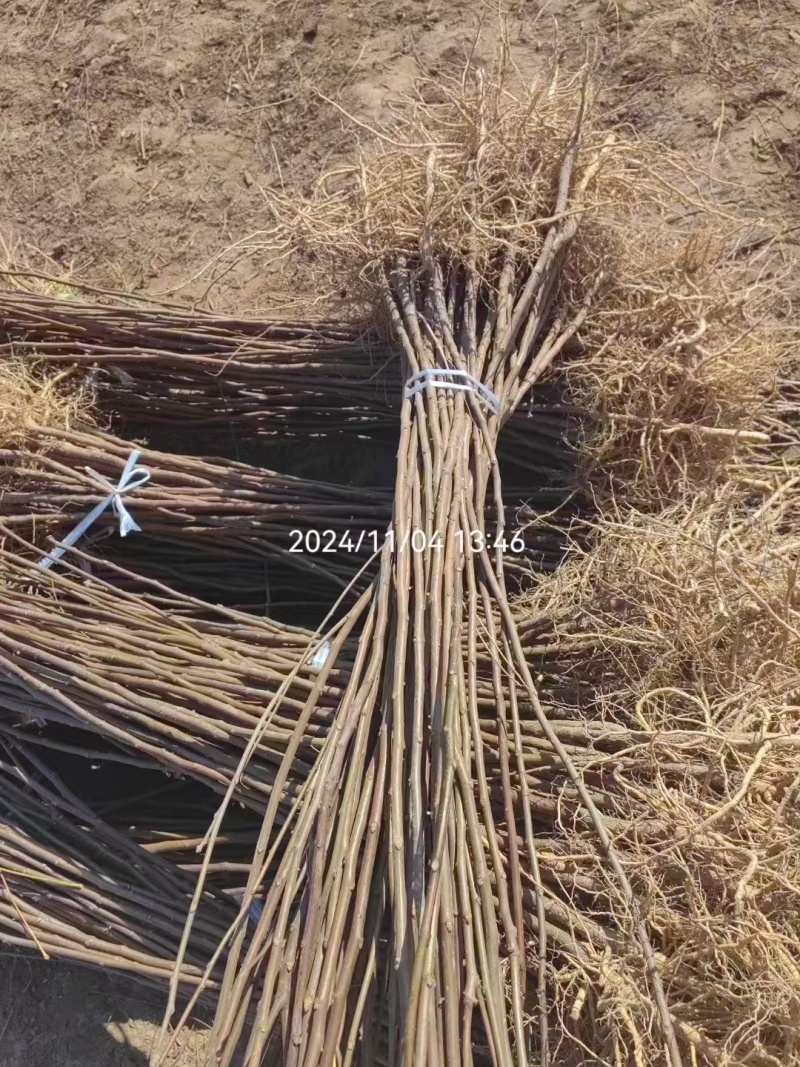 精选甘肃文冠果产地直发大量有货品质有保障