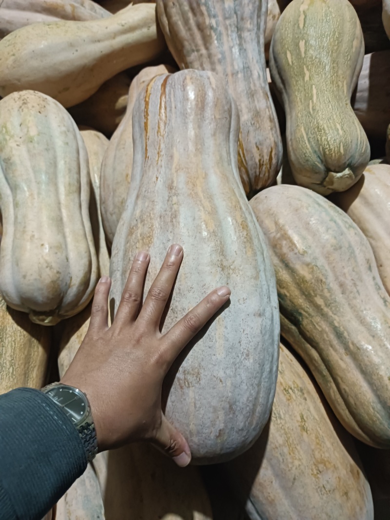 南瓜