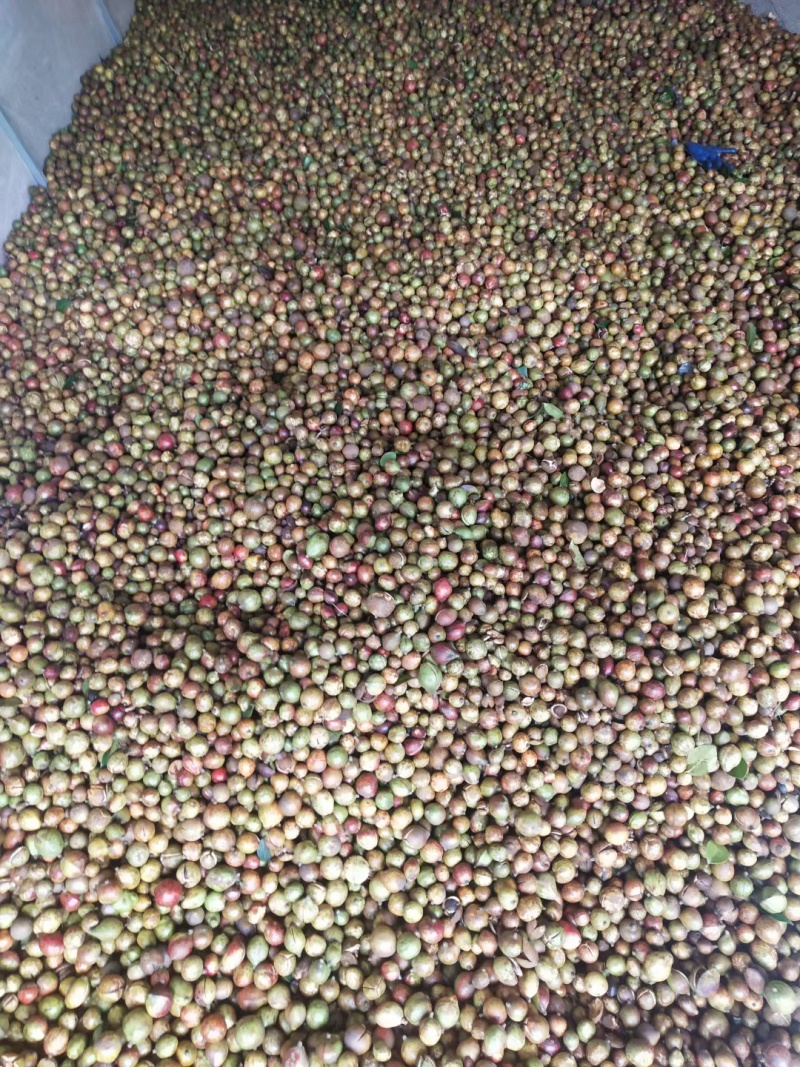 山茶果籽油茶果茶籽大量购销