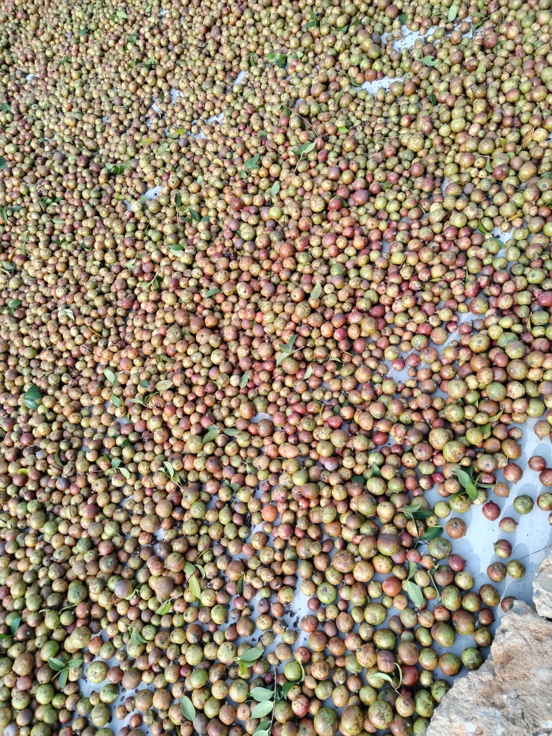山茶果籽油茶果茶籽大量购销