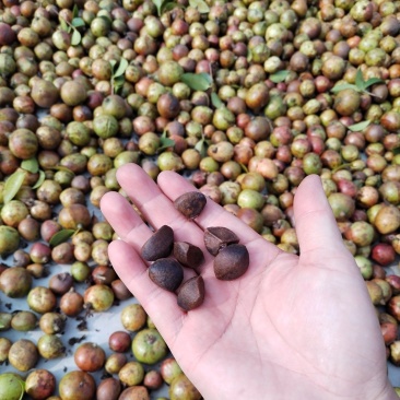 山茶果籽油茶果茶籽大量购销