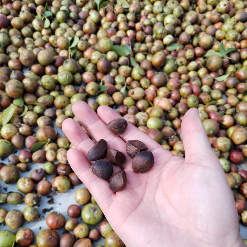 山茶果籽油茶果茶籽大量购销