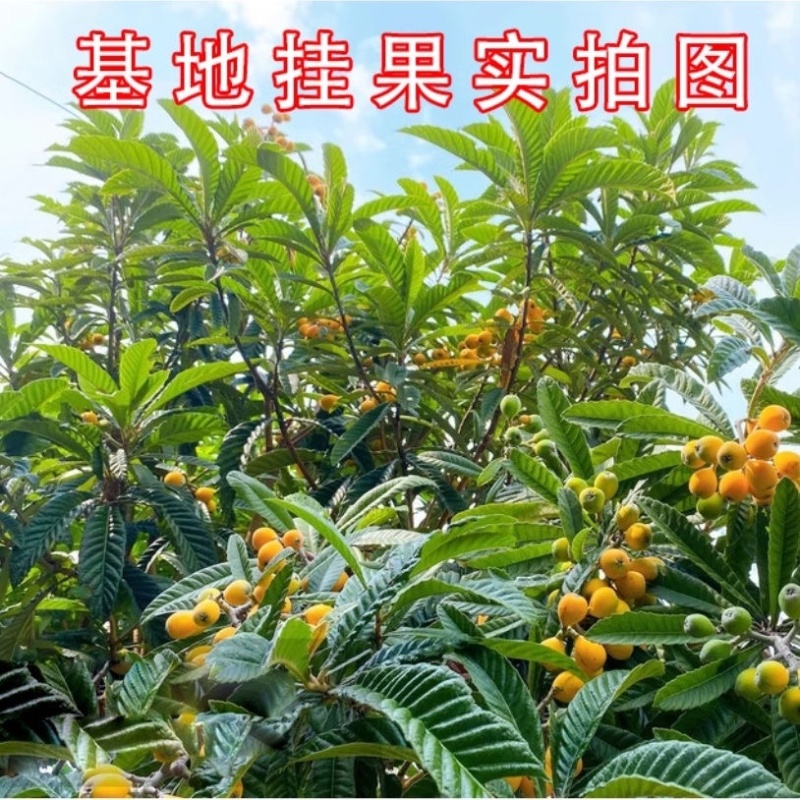 大五星枇杷苗81~110cm