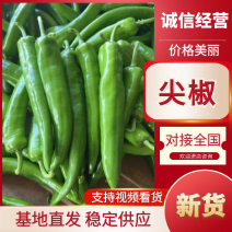 广东尖椒，皮包鲜脆，鲜辣椒一手货源，全国供应