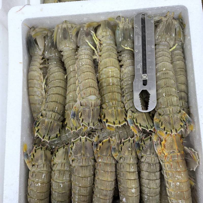 礼品虾爬子，皮皮虾，电商，网红，经销商可以看过来品质说话