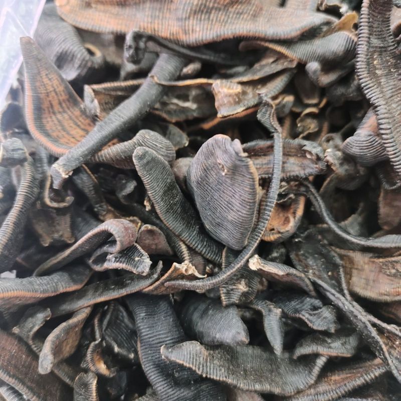 水蛭，蚂蝗
