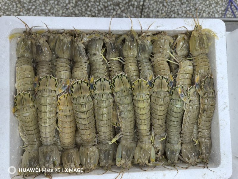 礼品虾爬子，皮皮虾，电商，网红，经销商可以看过来品质说话
