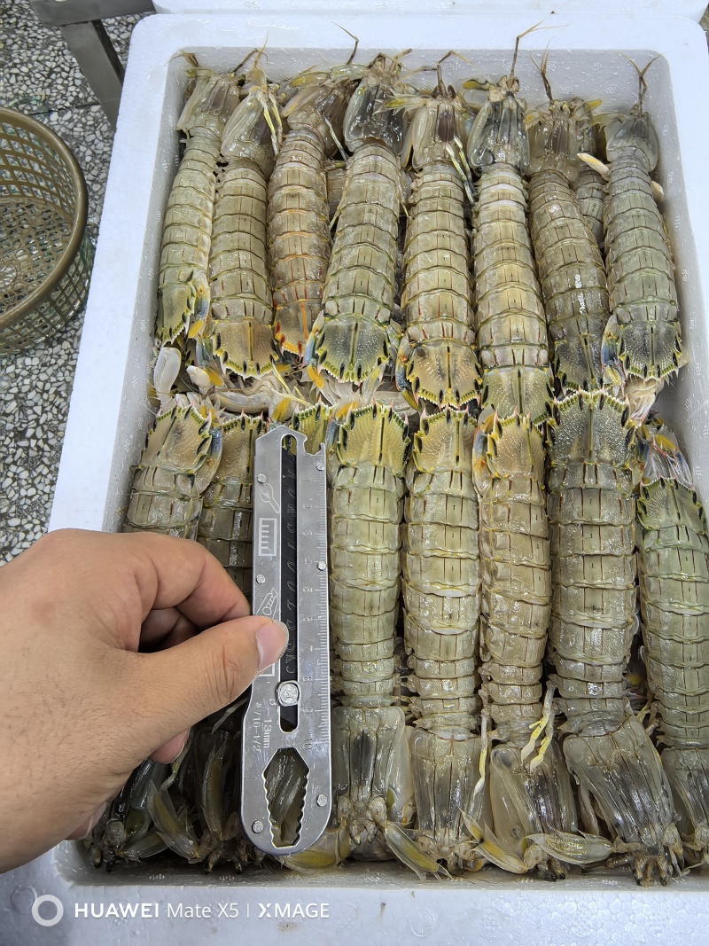 礼品虾爬子，皮皮虾，电商，网红，经销商可以看过来品质说话
