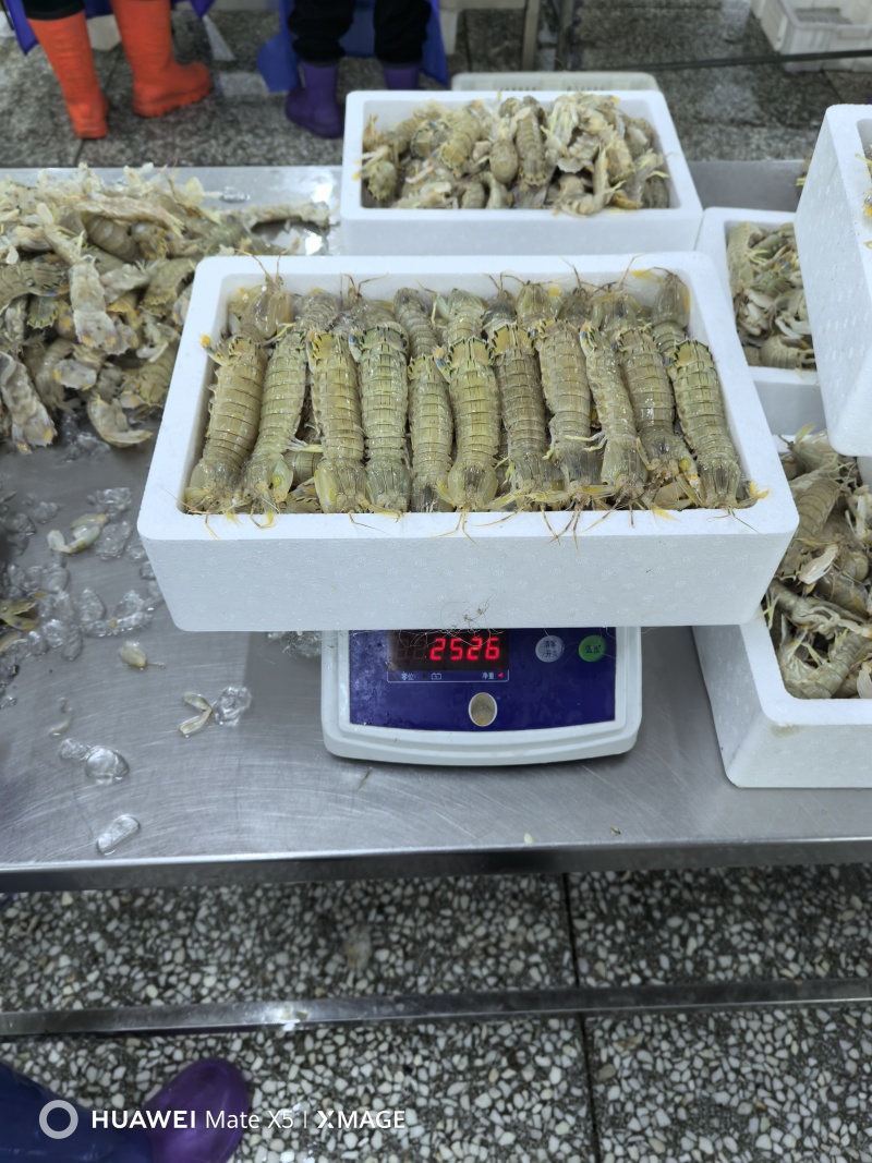 礼品虾爬子，皮皮虾，电商，网红，经销商可以看过来品质说话