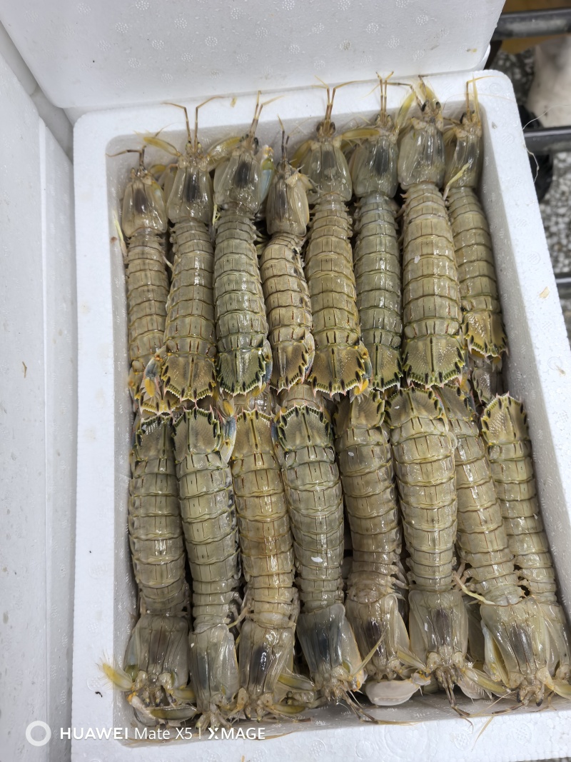 礼品虾爬子，皮皮虾，电商，网红，经销商可以看过来品质说话