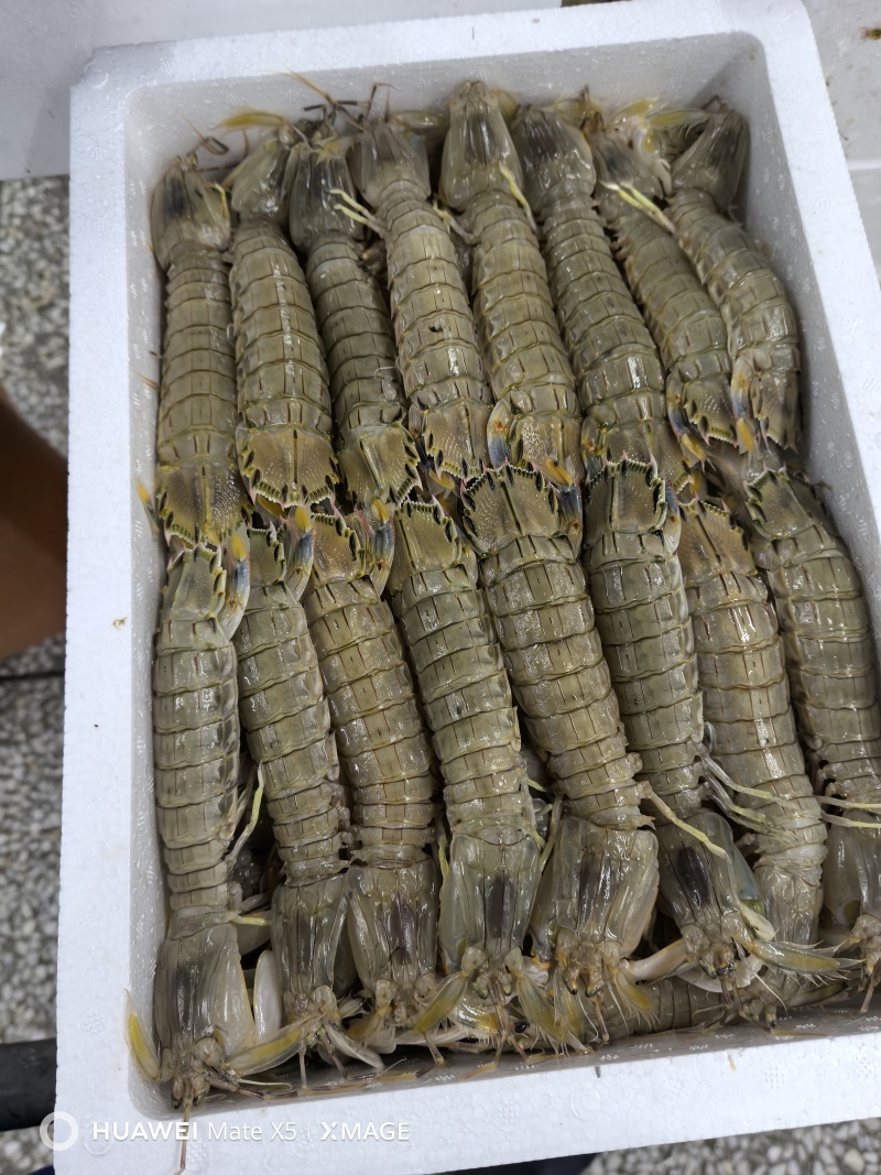 礼品虾爬子，皮皮虾，电商，网红，经销商可以看过来品质说话