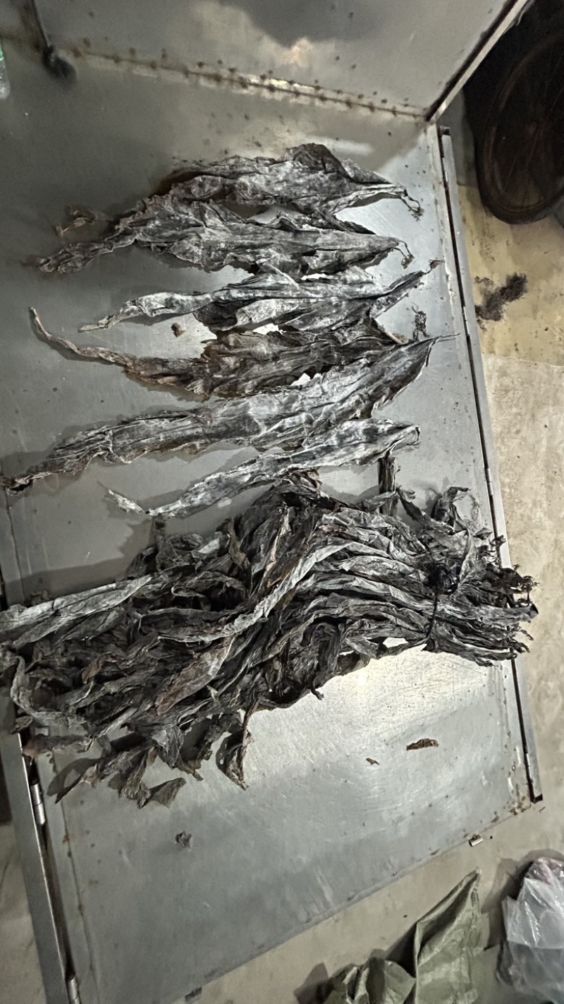 福建低价整条散海带批发