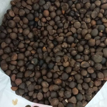 大别山野生霜降油茶果茶籽