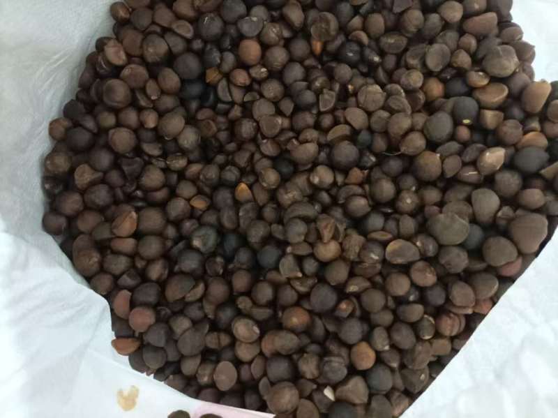 大别山野生霜降油茶果茶籽