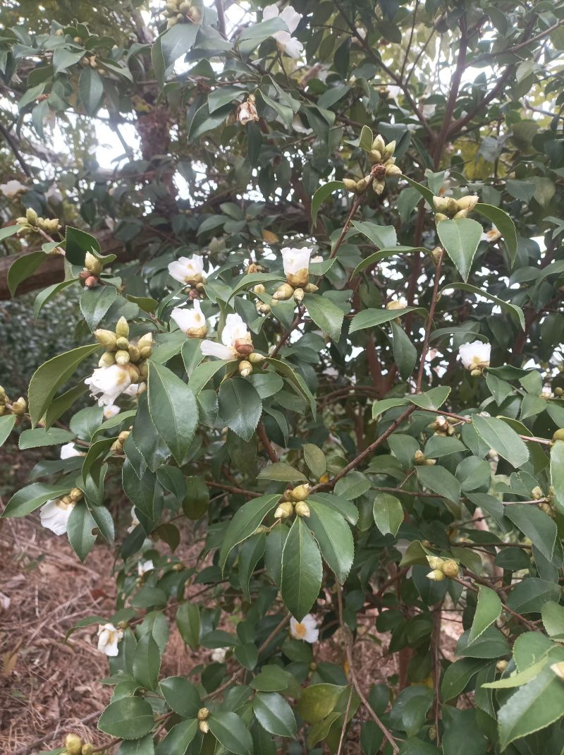 大别山野生霜降油茶果茶籽