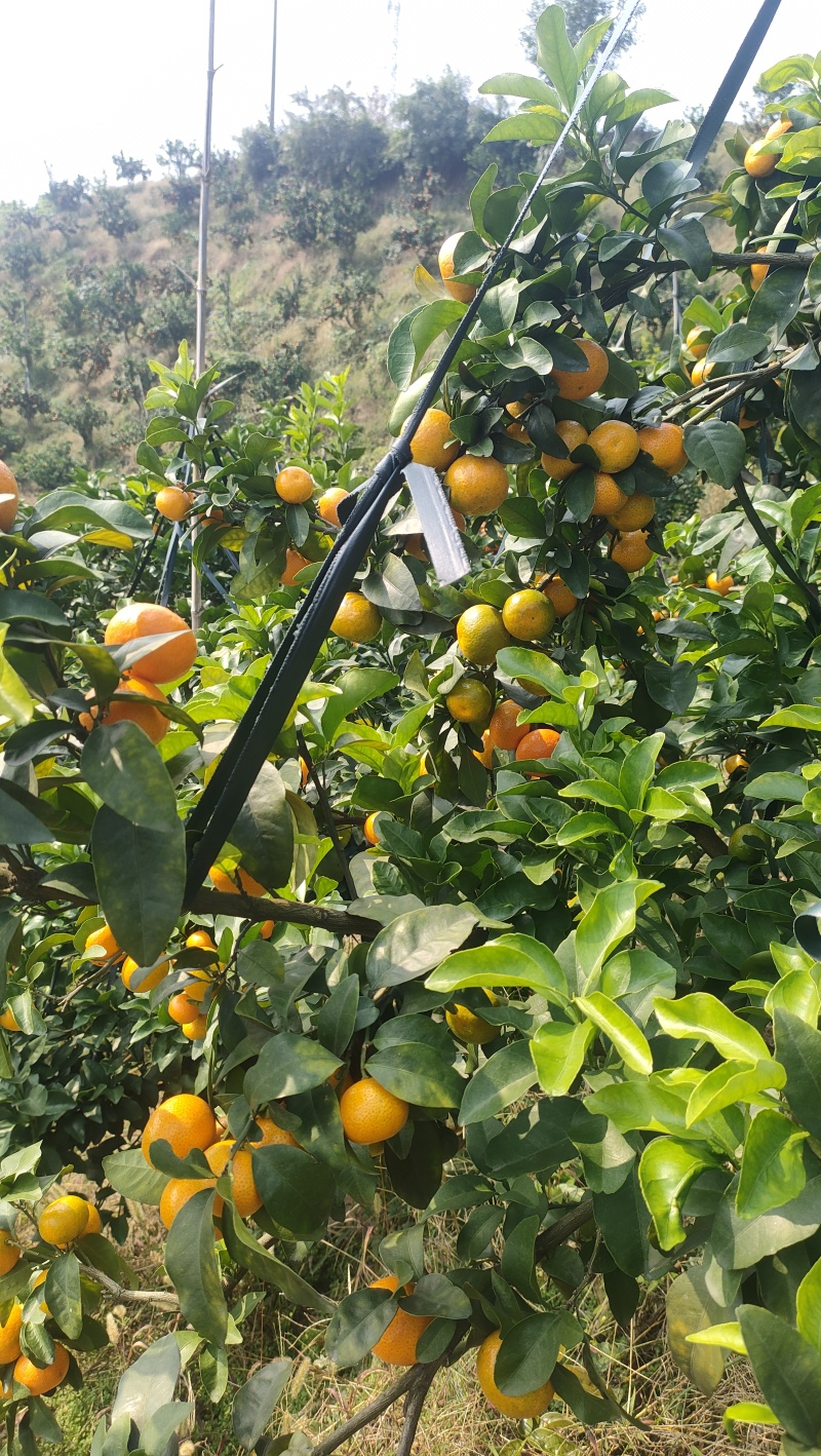 蜜桔，南丰蜜桔，冰糖橙，黄金贡柚，阳光一号，油桔，