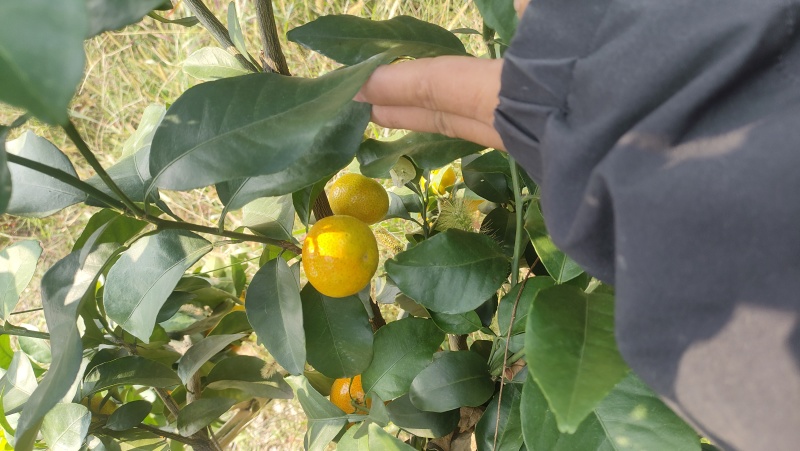 蜜桔，南丰蜜桔，冰糖橙，黄金贡柚，阳光一号，油桔，